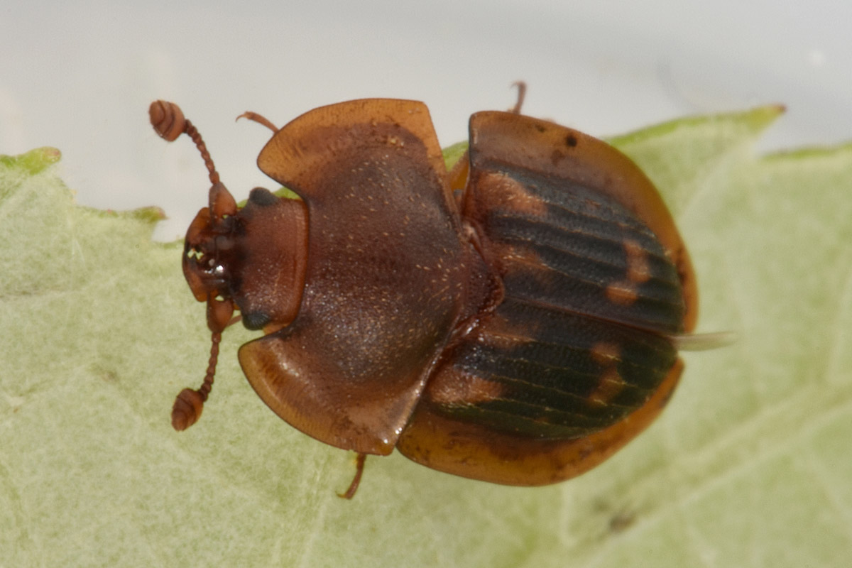 Nitidulidae: Amphotis marginata? S.